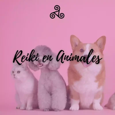 Curso de reiki en animales/mascotas